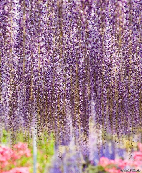 Асикага парк глициний