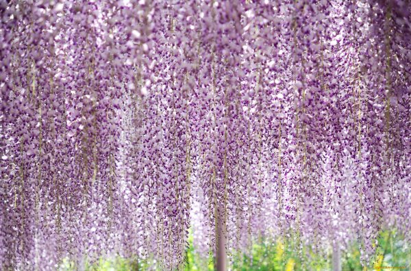 Морозостойкая Глициния макростахия Clara Mack