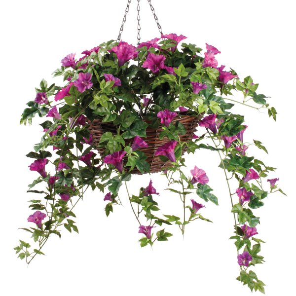 Традесканция ампельная