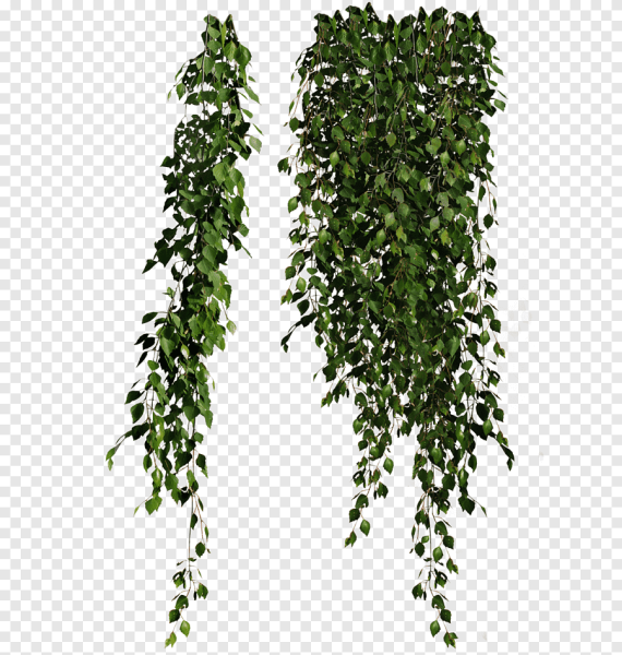 Лиановидные мох