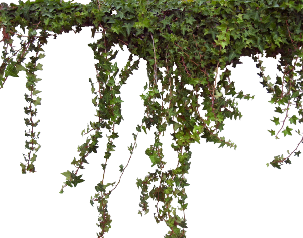 Ампельная роза