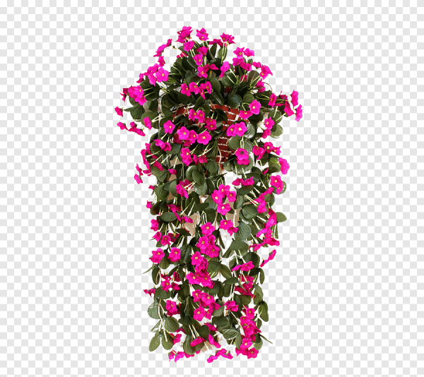 Глициния Вистерия японская