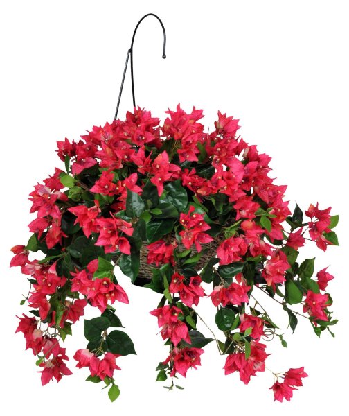 Висячие цветы на прозрачном фоне