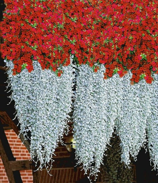 Пряные травы сушеные