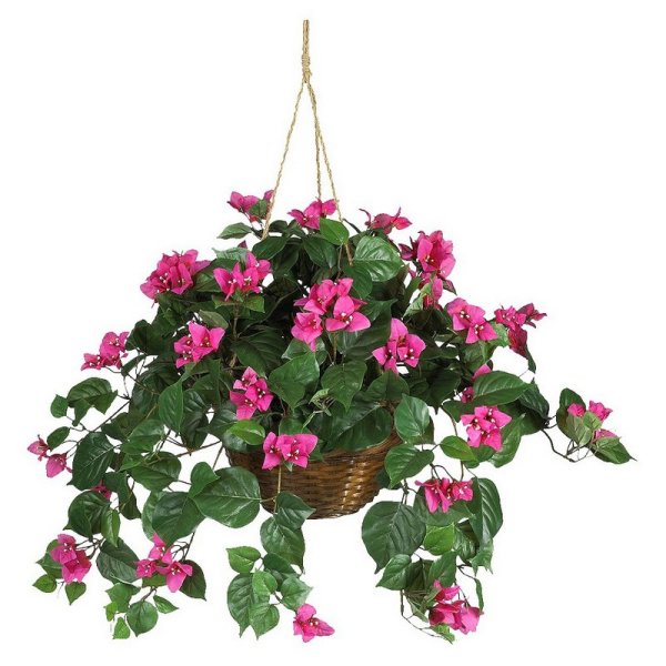 Папоротник Лесной ампельный