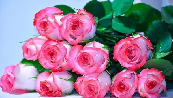 Розы для Любаши