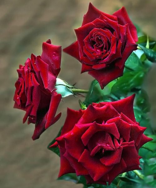 Цветы для тебя