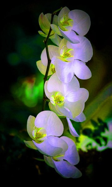 Цветы вертикальные