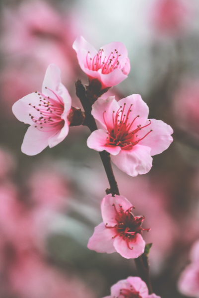 Цветы яркие вертикальные