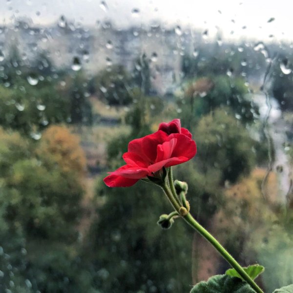 Цветы печали