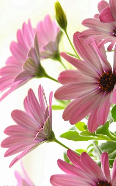 Сиреневые цветы вертикальные