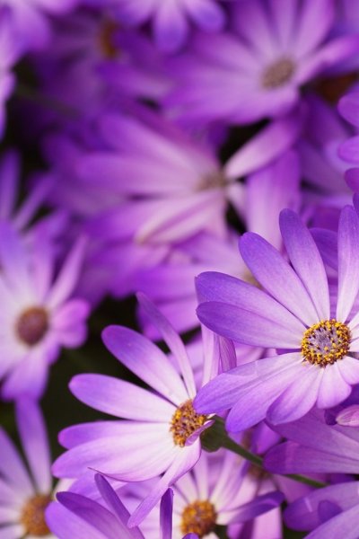 Красивые цветы на телефон вертикальные