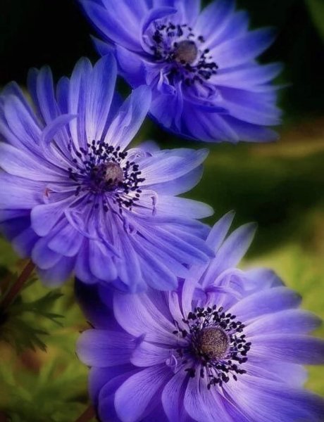 Розовые и сиреневые цветы