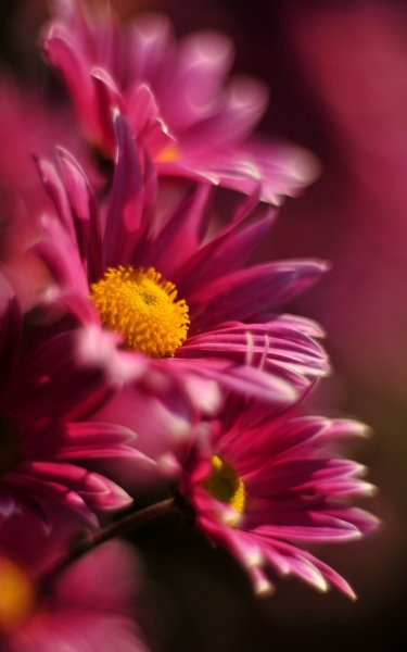 Цветы по вертикали