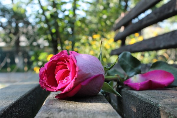 Цветы печали