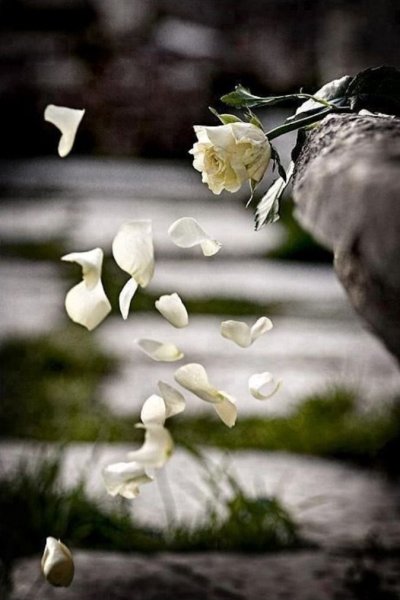 Грустный цветок