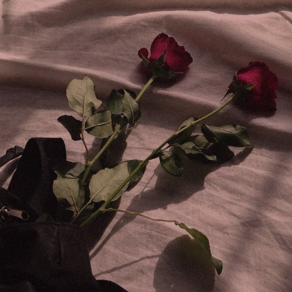 Черная роза