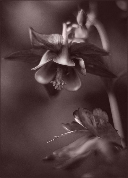 Ромашки в тумане