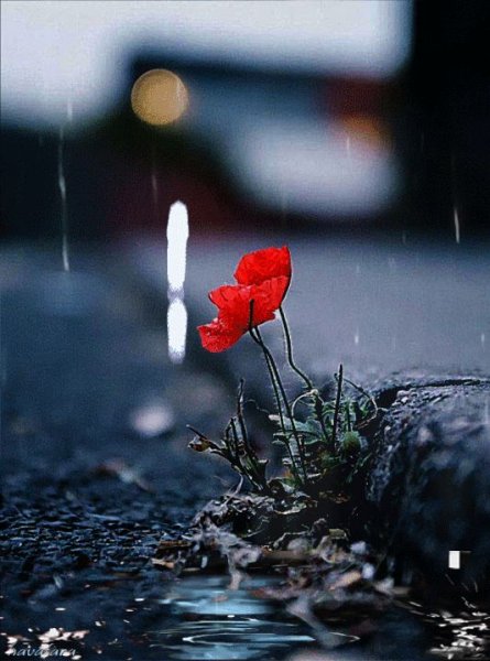 Завявшие цветы