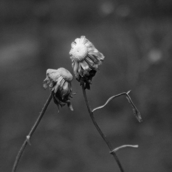 Эстетика одиночества