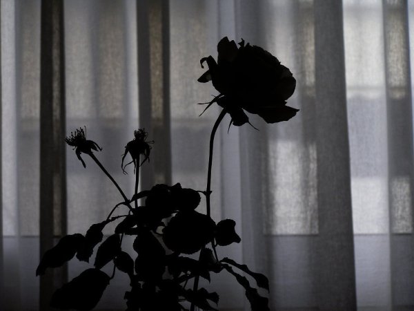 Черная роза