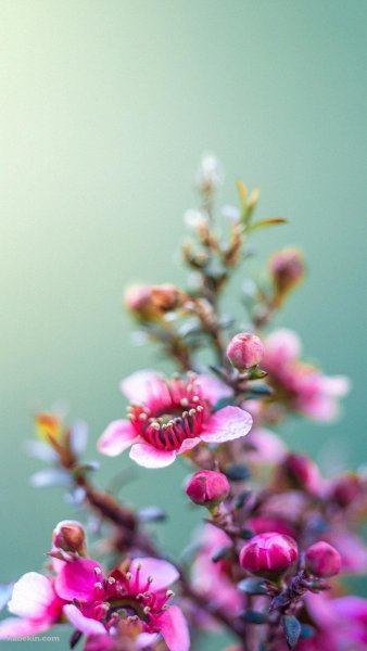 Цветы маленькие разноцветные