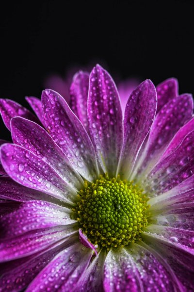 Цветы яркие вертикальные