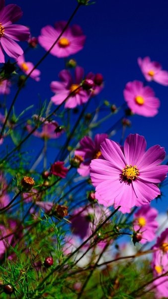 Вертикальные красивые обои на телефон