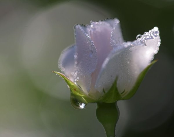 Одинокая роза