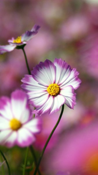 Орхидеи в высоком качестве