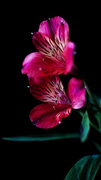 Яркие цветы