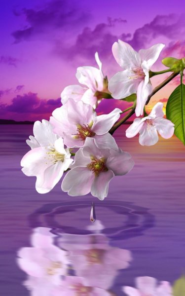 Орхидея Мальва