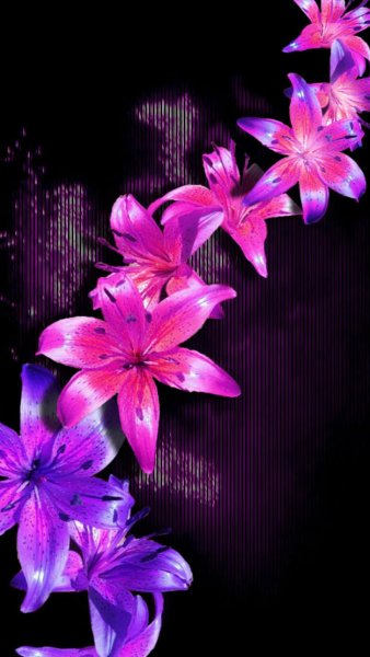 Красивые цветы