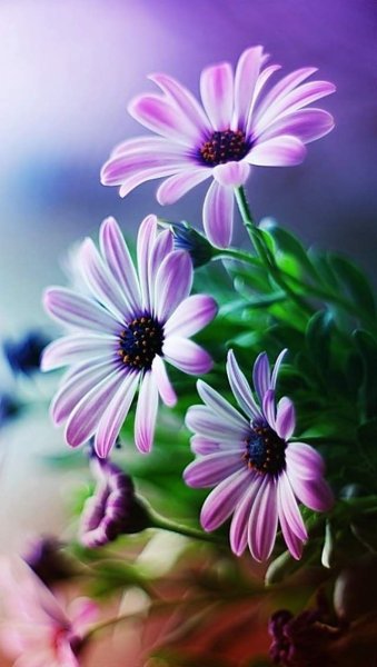 Сказочные лилии