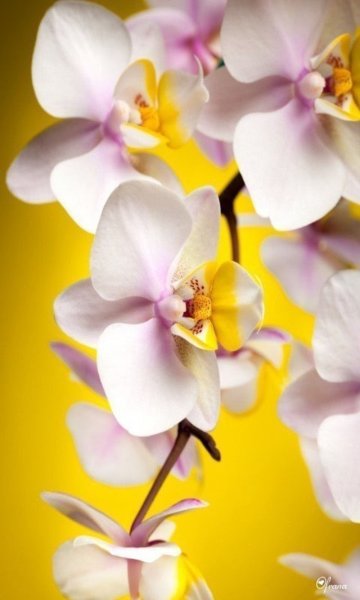 Нежные цветы крупным планом