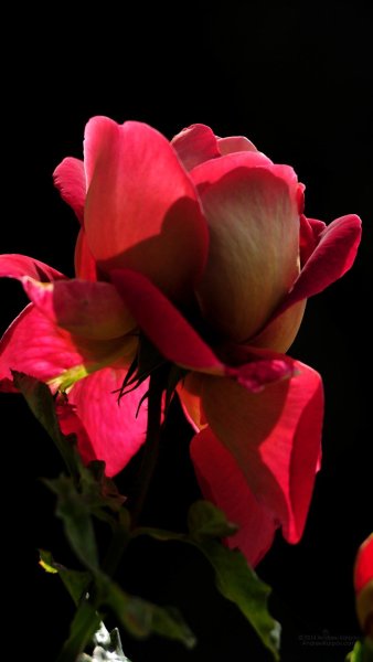 Весна цветы