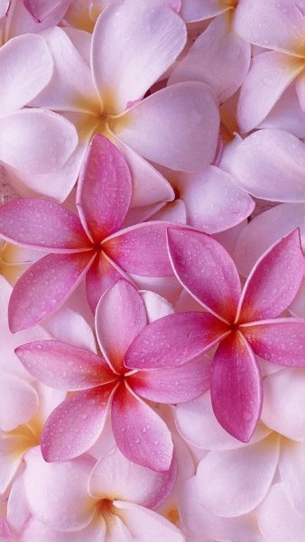 Цветы вертикальные