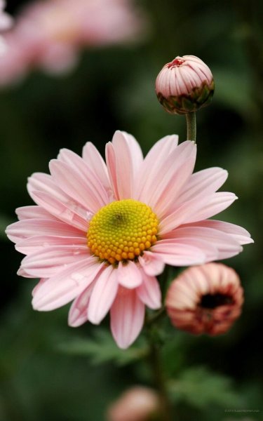 Розовые цветы