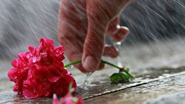 Цветы в темноте