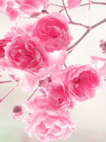 Фон с цветами