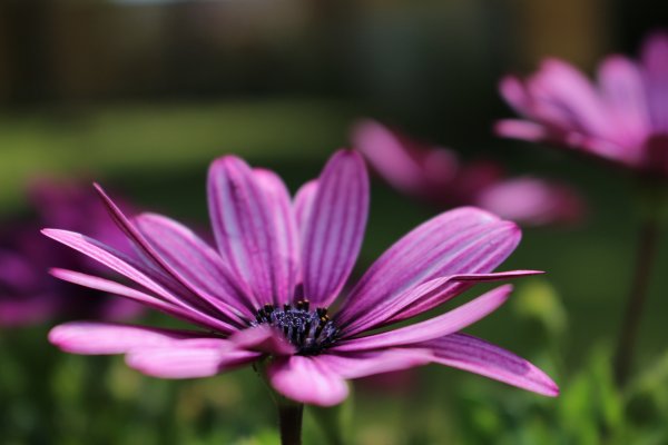 Like Flowers