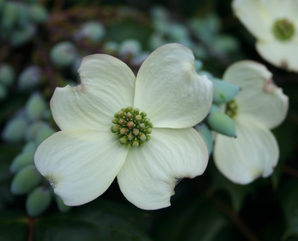 Cornus unalaschkensis