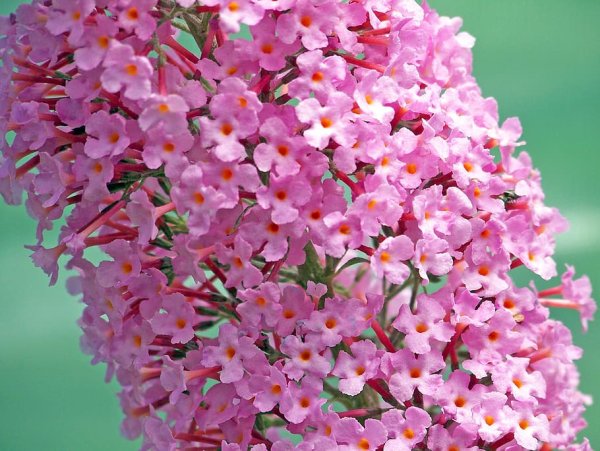 Полевые цветы маргаритки