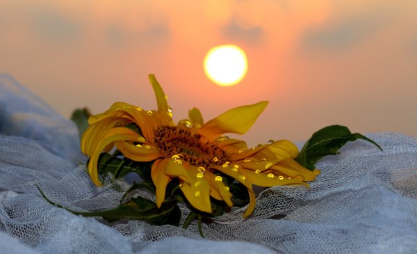 Цветы в лучах утреннего солнца