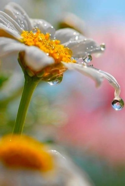 Утренняя роса на цветах