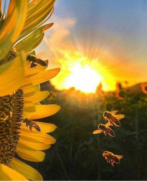 Утро в саду