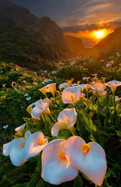 Цветы каллы в калифорнийской долине Calla Lily Valley