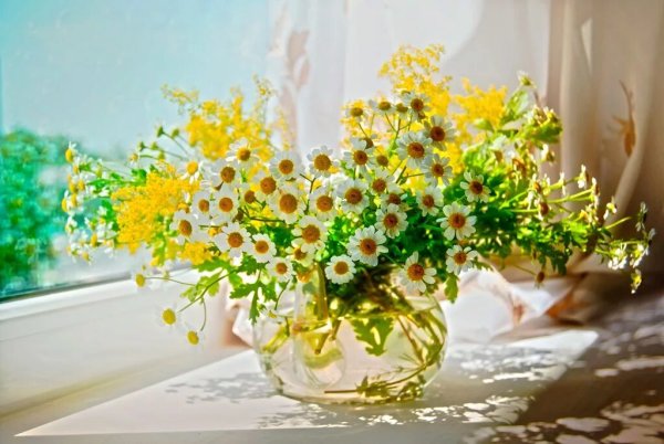 Доброе утро ромашки