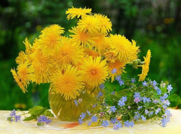 Цветы на окне