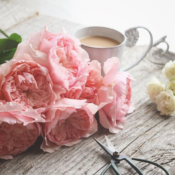 Кофе цветы нежность